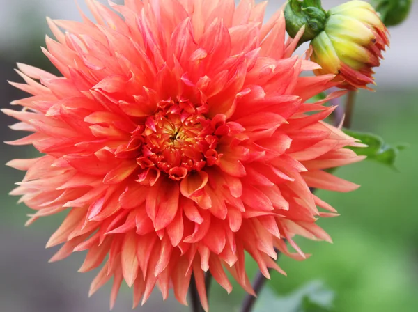 Dahlias in the flowerbed. Fine sunny day — Stock Photo, Image