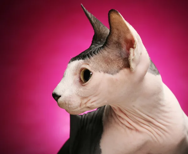 Close-up portrait of adult hairless Don Sphinx — Stock Photo, Image