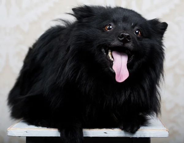 Cane nero con grande sorriso — Foto Stock