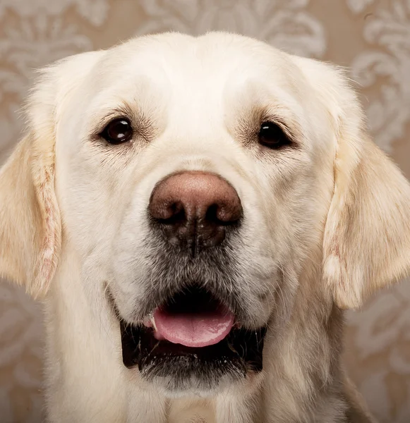 Golden retriever hund — Stockfoto