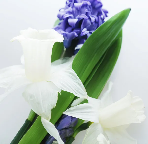 Blå hyacint och vita narcisser — Stockfoto