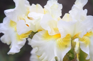 Bahçedeki beyaz göz