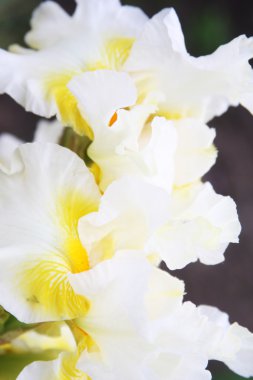 Bahçedeki beyaz göz