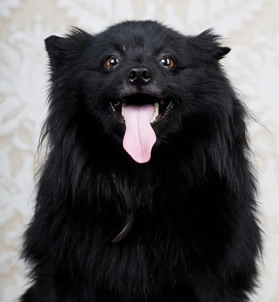 Cane nero con grande sorriso — Foto Stock