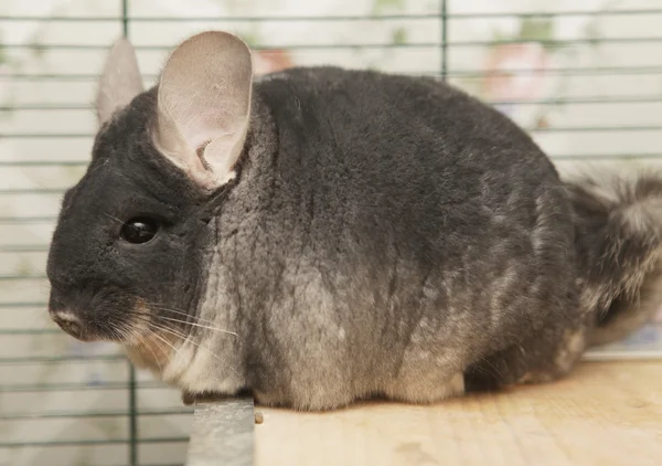 Chinchilla zit in een kooi — Stockfoto