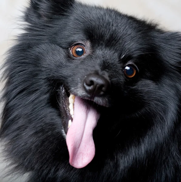 Black dog with big smile — Stock Photo, Image