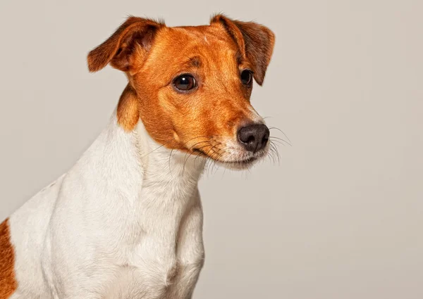 Jack terrier de russell — Fotografia de Stock