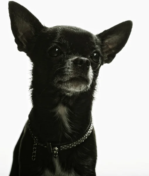 Petit chiot noir terrier — Photo