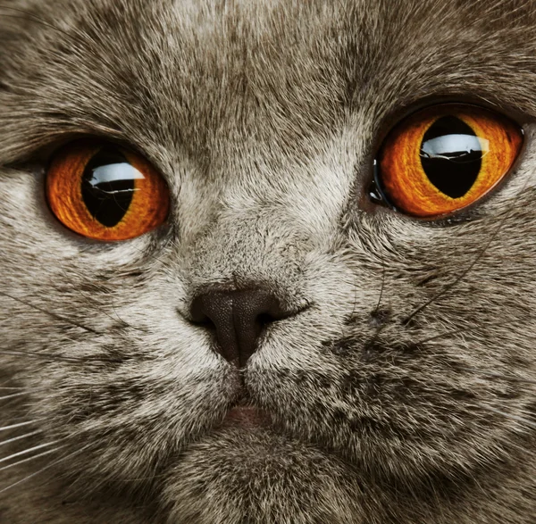 scotitish kat Gri kedi