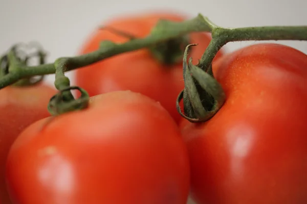 Los tomates en la rama. —  Fotos de Stock