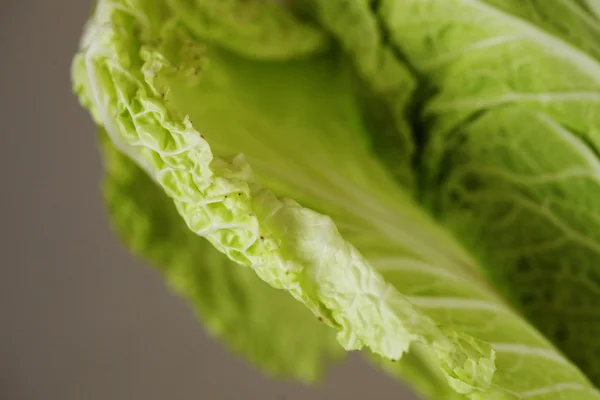 Chinese cabbage — Stock Photo, Image