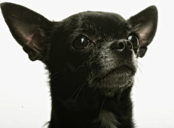 Kleine zwarte puppy terriër — Stockfoto