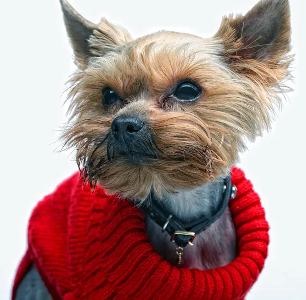 Puppy yorkshire terriër — Stockfoto