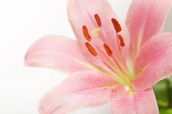 Hermosa flor de lirio sobre blanco —  Fotos de Stock