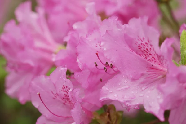 Mooie roze bloemen in de tuin — Stockfoto