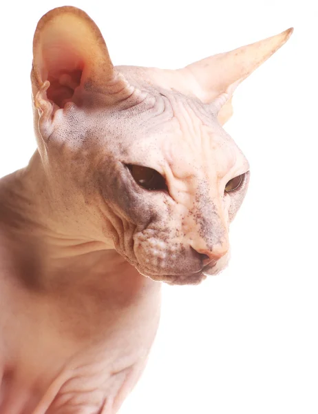 Sphynx 고양이 — 스톡 사진