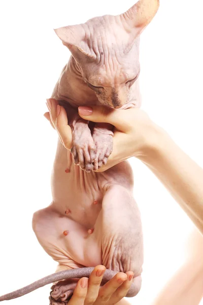 Sphynx 고양이 — 스톡 사진