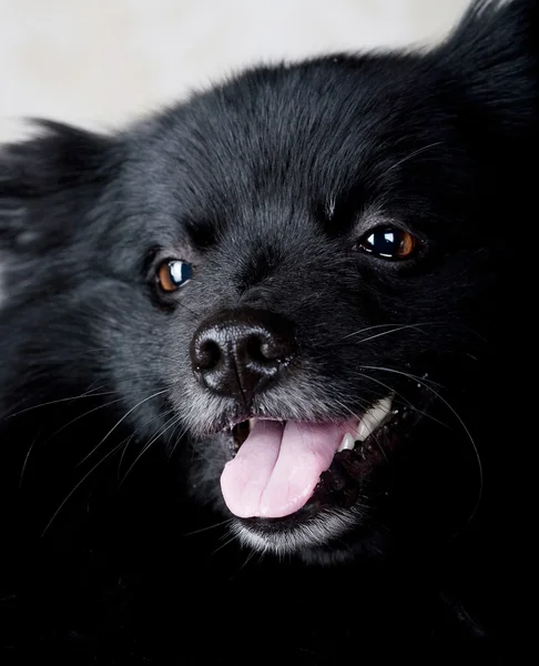 Svart hund med stort leende — Stockfoto