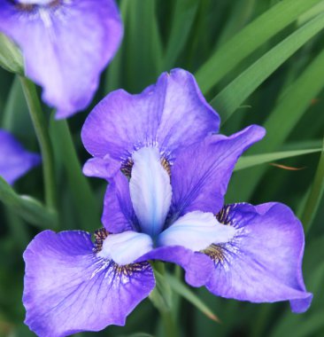 Güzel parlak irisler