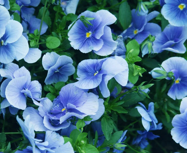 Campo de flores de Viola — Foto de Stock