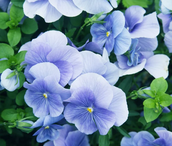 Campo de flores de Viola — Foto de Stock