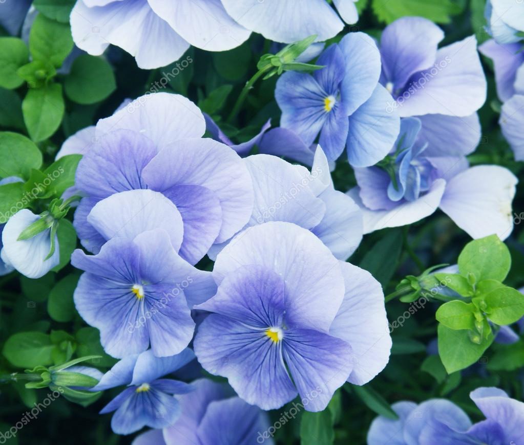 Viola flower field Stock Photo by ©juice_team 37803181