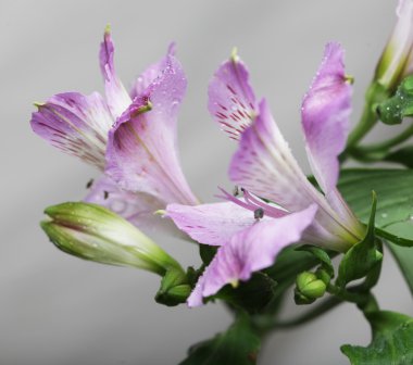 Pembe çiçek alstroemeria