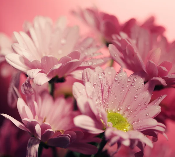 Closed up chrysanthemum — Stock Photo, Image