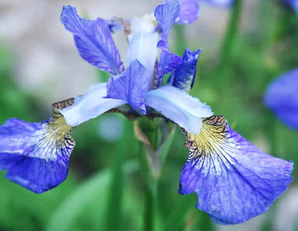 Beautiful bright irises — Stock Photo, Image