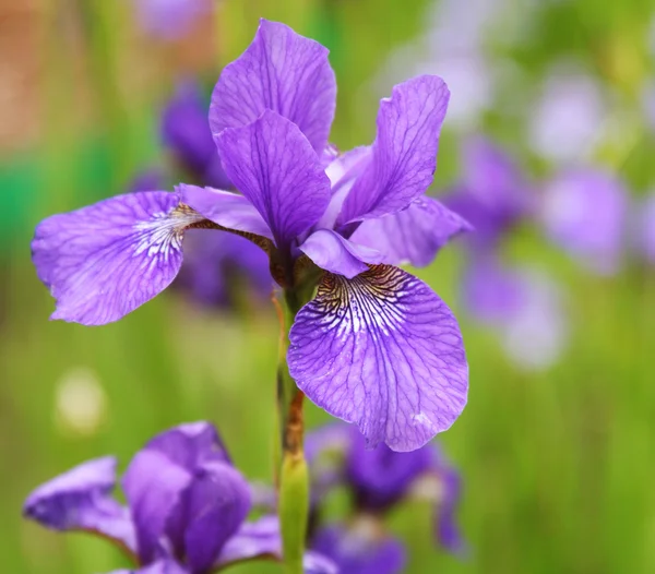 Beautiful bright irises — Stock Photo, Image