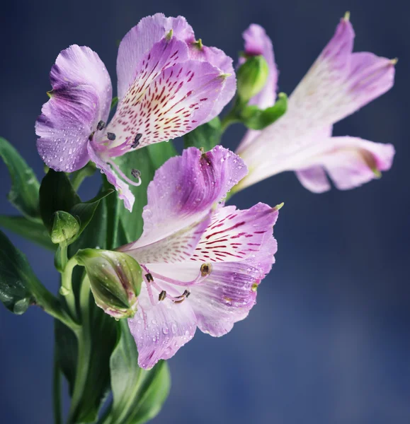 Blomst pink Alstroemeria - Stock-foto