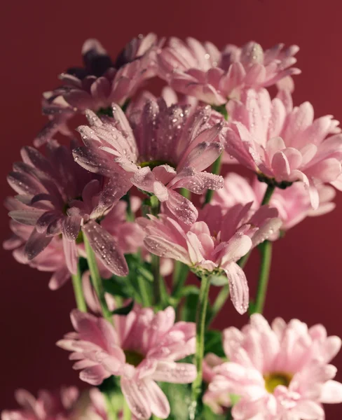 Růžový chrysanthemum květiny — Stock fotografie