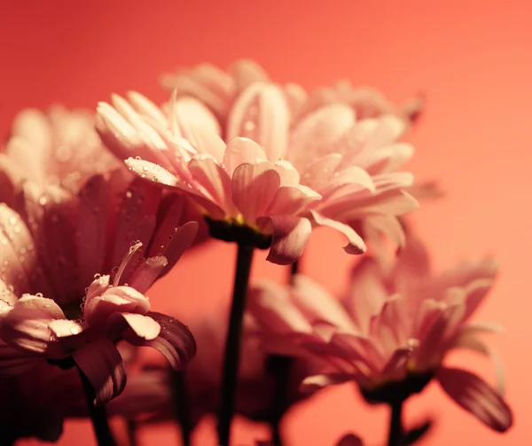 Růžový chrysanthemum květiny — Stock fotografie