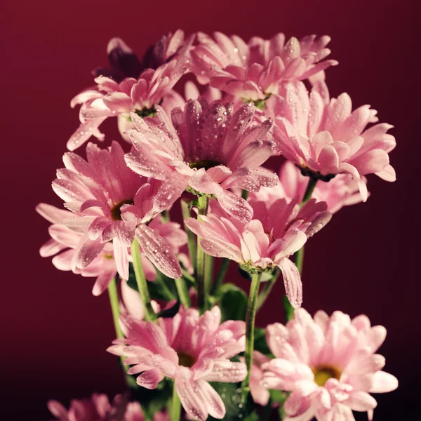 Růžový chrysanthemum květiny — Stock fotografie