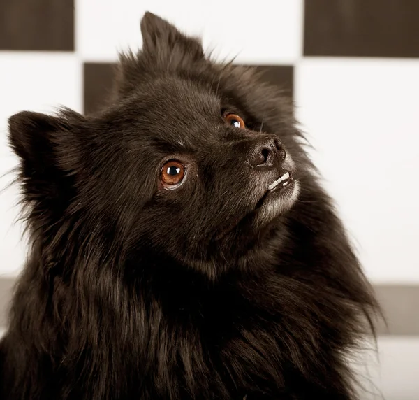 Schwarzer Hund — Stockfoto