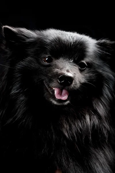 Schwarzer Hund mit breitem Lächeln — Stockfoto