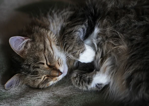 Cute cat sleeping — Stock Photo, Image