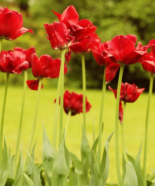 Červené tulipány — Stock fotografie