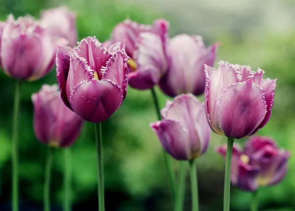 Rózsaszín tulipán a kertben — Stock Fotó