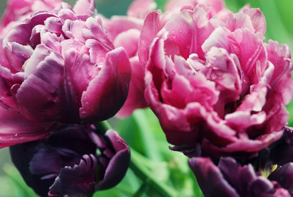 Schöne rosa Pfingstrosen — Stockfoto