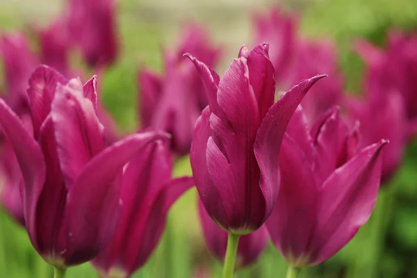 Růžové tulipány na zahradě — Stock fotografie