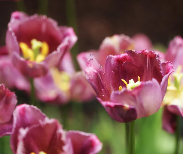 Hermosos tulipanes rosados en flor — Foto de Stock