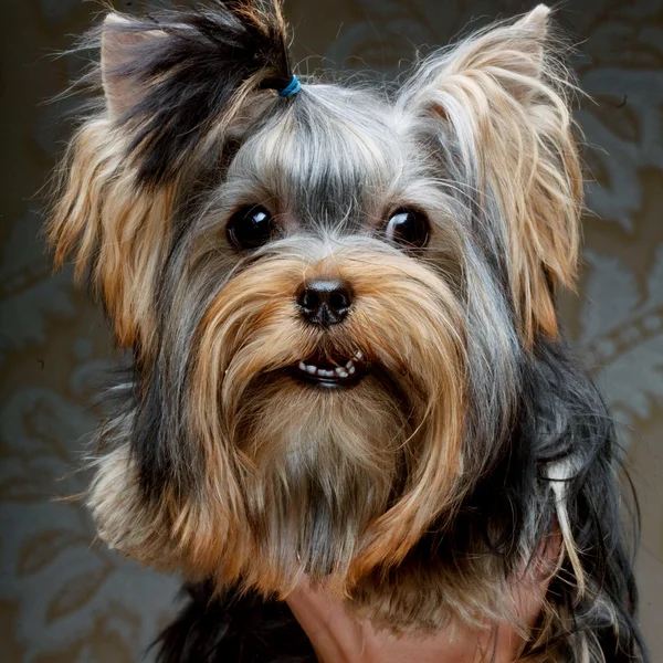 Słodkie yorkshire terrier szczeniak — Zdjęcie stockowe