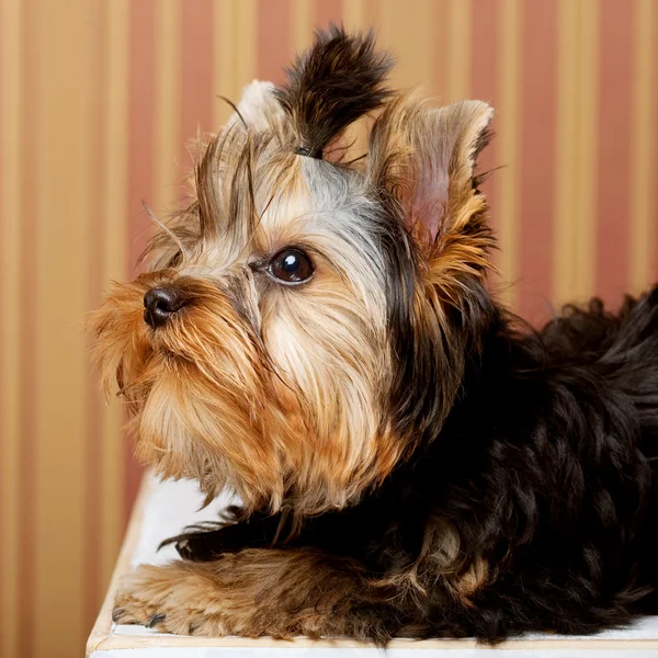 Szczenię Yorkshire terrier — Zdjęcie stockowe