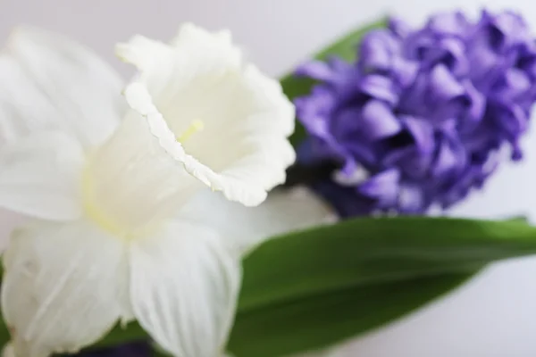Violetta och vita blommor — Stockfoto