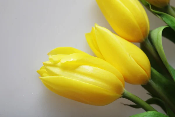 Gelbe Tulpen — Stockfoto