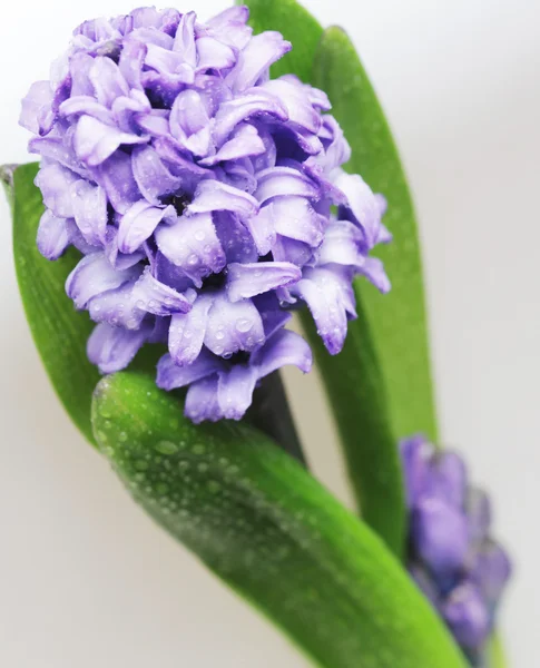 Giacinto blu e narciso bianco — Foto Stock