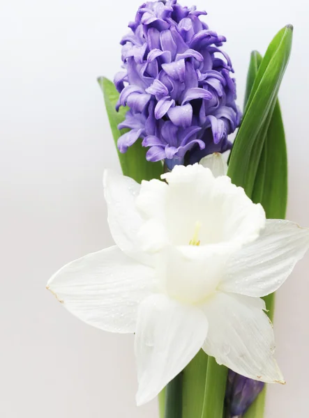 Blå hyacint och vita narcisser — Stockfoto