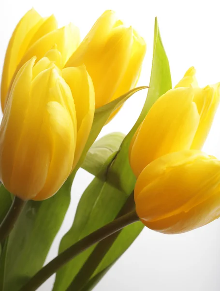 Gelbe Tulpen — Stockfoto