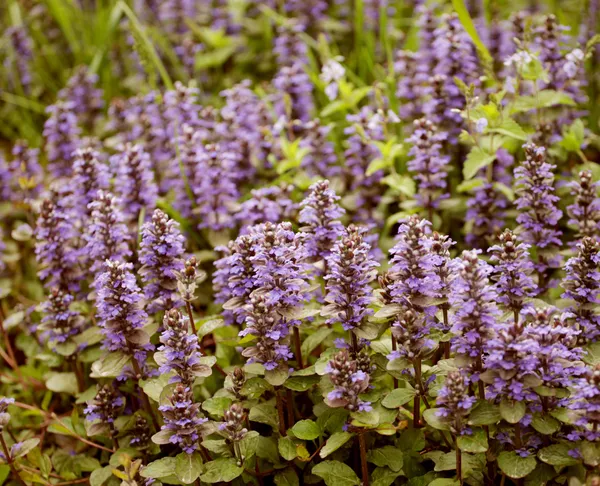 Flowers in a garden — Stock Photo, Image